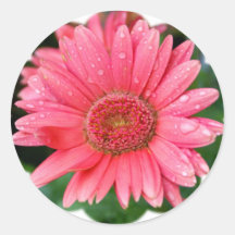 DaisyblommaShape Rund Klistermärke