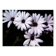 Daisyhälsningkort