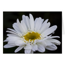 Daisyhälsningkort