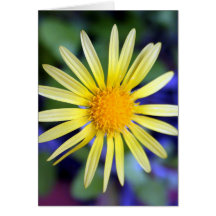 Daisyhälsningkort