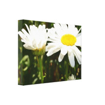 Daisykanvastryck