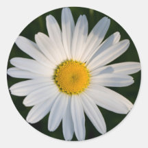 Daisyklistermärke