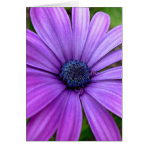 Daisykortvilden blommar beställnings- hälsningkort