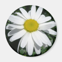DAISYMAGNET MAGNETER