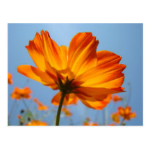 Daisyorangen blommar vykortdaisy