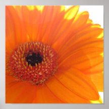 Daisytryck Affisch