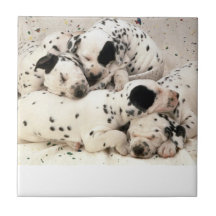 Dalmatian valpar belägger med tegel kakel