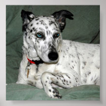 Dalmation Print