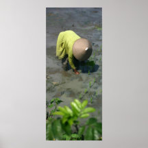 Dam i Ricefield Print