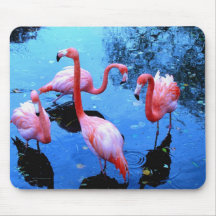 Dansa för Flamingos Musmatta