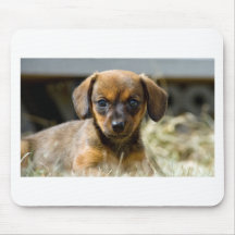 Daschund valp mus matta