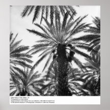 Datera handflatan i Palm Desert av Ansel Adams Affischer