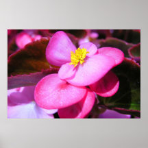 Davis Petals PA030484 Affischer