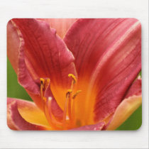 Daylily musmattor