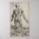 De Humani Corporis Affischer