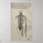De Humani Corporis Affischer