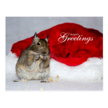 Degu & Santa hattsäsong vykort för hälsningar