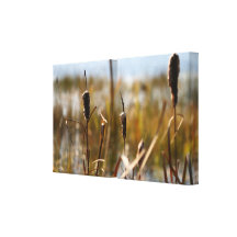 Delade Cattails Sträckta Canvas Tryck