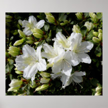 'Delaware dal White Print