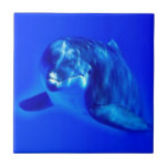 Delfin Kakel