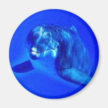 Delfin Magnet För Kylskåp