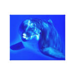 Delfin Sträckta Canvas Tryck