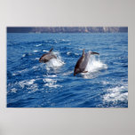 Delfinaffärsföretag Posters