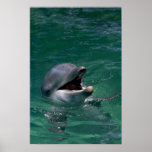 Delfinhuvud ut ur vatten affisch