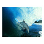 Delfinsurfare Vykort