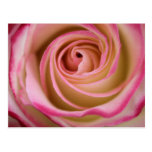 Delikat rosa Petalspiral Vykort