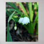 Delikat vitAlleghany Spurge blommor Affischer