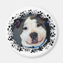 Den amerikanStaffordshire Terrier-Förmiddagen bema Magnet För Kylskåp