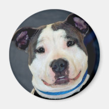 Den amerikanStaffordshire Terrier-Förmiddagen bema Magneter För Kylskåp