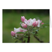 Den Apple blommar noterar kortet