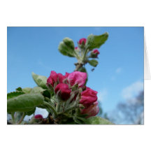 Den Apple blommar noterar kortet