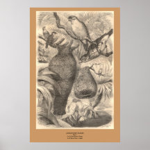 Den Baltimore vävaren Posters