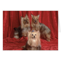 Den bedårande hunden, valpfotokort, gåvor - skrädd