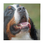 Den Berner Sennenhund hunden belägger med tegel Kakelplatta Av Kerami