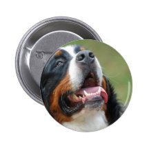 Den Berner Sennenhund hunden knäppas Knappar