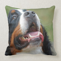 Den Berner Sennenhund hunden kudder