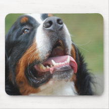 Den Berner Sennenhund hundmusen vadderar Mus Mattor