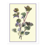 Den botaniska illustrationen "malde för murgrönaen vykort