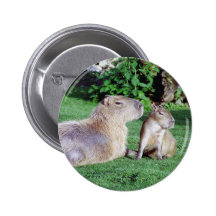Den Capybaramamman och sonen knäppas Knappar Med Nål