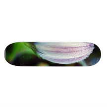 Den daggiga blomman på balboaen parkerar precis ef skate boards