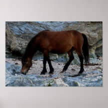 Den Dartmoor ponnyn vaggar in på den avlägsna södr Affisch