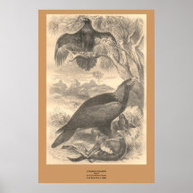 "Den djärva örnen", Affischer