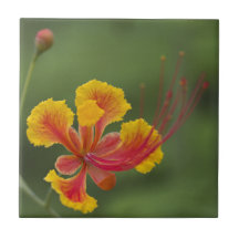 Den dvärg- Poinciana blomman belägger med tegel Kakel