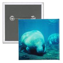 Den Florida manateen knäppas Knappar
