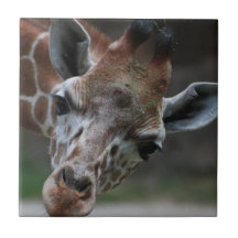 Den förtjusande giraffet belägger med tegel kakel