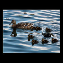 Den fula ducklingvykortet vykort